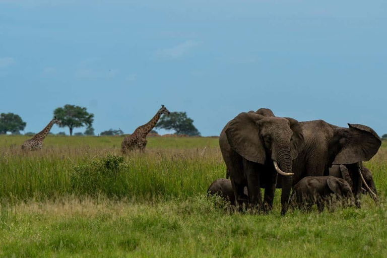 From Zanzibar: Mikumi Safari Day Trip with Flights and Lunch Mikumi Shared Safari without hotel transfer