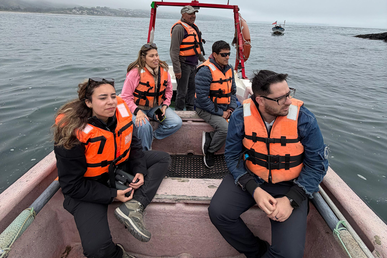 From Santiago: Papudo Lobos Island Boat & Horseback Ride