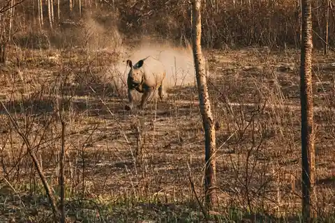 Chitwan Jungle Safari - 2 nights / 3 days