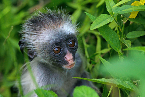 Zanzibar Jozani forest tour (from Town)