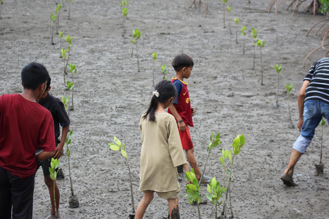Bagek Kembar: Mangrove & Stingless Beekeeping Experience