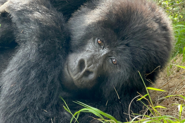 Safari de 4 días por Ruanda y senderismo con gorilas
