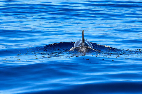 Can Picafort: Dolphin Watching Boat Tour with Swimming&caves Can Picafort: Dolphin Watching Boat Tour with Swimming stop