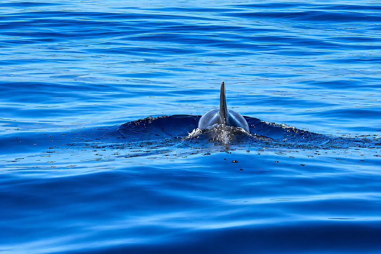 Can Picafort: Dolphin Watching Boat Tour with Swimming&caves Can Picafort: Dolphin Watching Boat Tour with Swimming stop