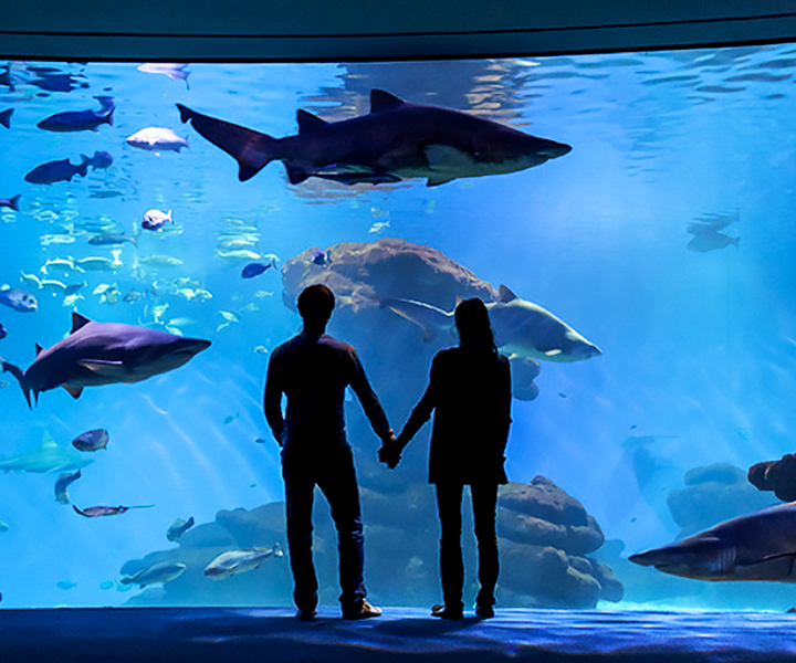 Mallorca: Palma Aquarium Ticket w/optional 3D Cinema