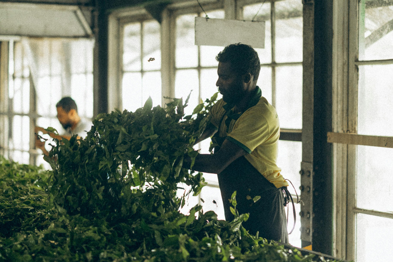 Sri Lanka: 9-Day Honeymoon Tour with Accommodation