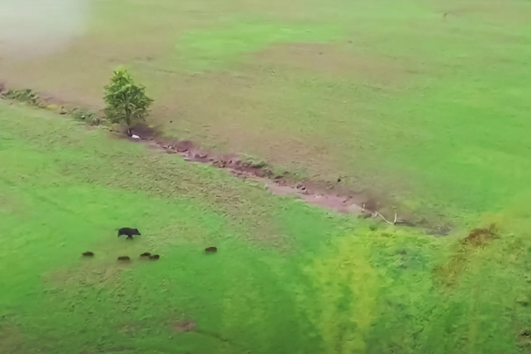 Ze Sztokholmu: Wildlife Safari z kolacją przy ognisku