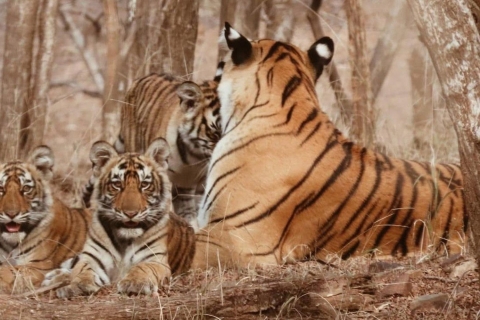 From Jaipur: Ranthambore Tiger Safari Sharing Gypsy & Canter Tour with Car and Guide
