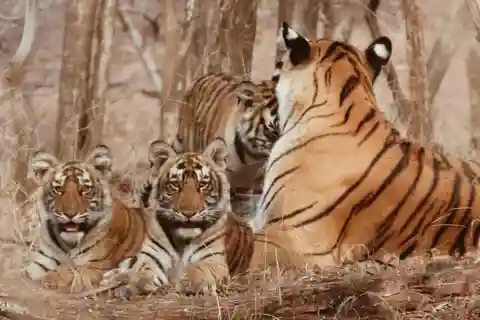 From Delhi : Private 8-Day Golden Triangle With Tiger Safari