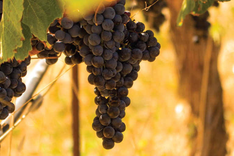 San Francisco: Half Day Wine Tour & Hop-On Hop-Off City Tour