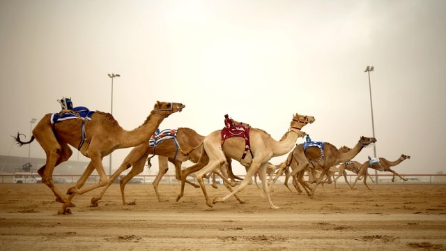 Doha: Sheikh Faisal Museum and Camel Racetrack Tour