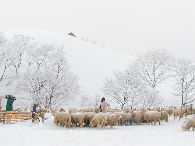 Day trip from Seoul: Balwangsan, Snow Blossoms & K - foods