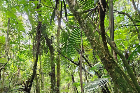 São Paulo & Atlantic Forest: Serra do Mar State Park Tour