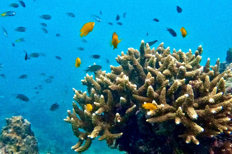 Krabi: 7 eilanden &amp; Railay in vroege ochtendKrabi: Wees de drukte voor met een vroege vogel 7-eilanden longtailboottocht