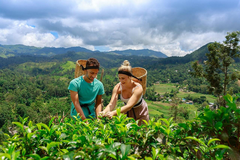 Ella: Little Adam's Peak, Nine Arch Bridge, and Ravana Falls