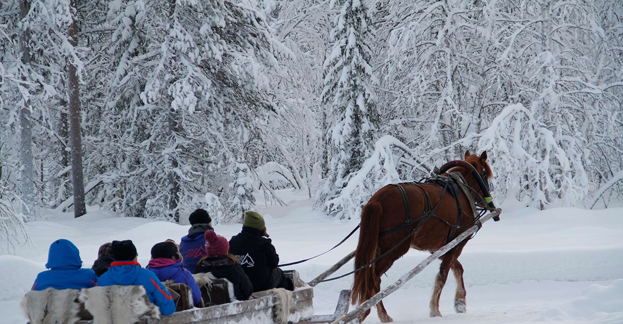 リヴァイ , 北極 光 の 旅行 , 1 頭 の 馬 が 疾走 する - Hizvo