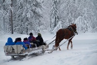 Levi, Polarlicht Touren, ein Pferd offenen Schlitten Fahrt - Hizvo