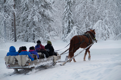 Levi, Polar Lights Tours: Passeio de trenó aberto com um cavaloPasseio de trenó aberto com um cavalo