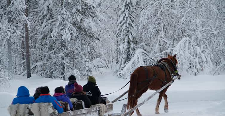 Levi: One Horse Open Sleigh Ride in Winter Wonderland | GetYourGuide