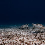 Aruba: Turtle Spotting Snorkel Tour with Pickup