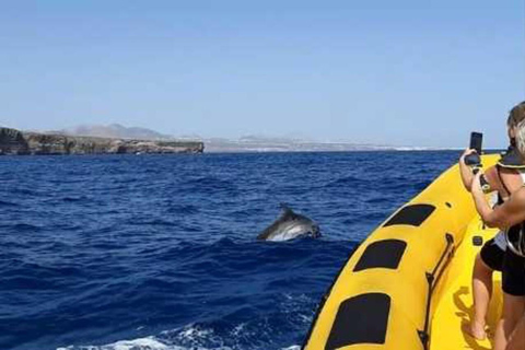 Lanzarote: Dolphin Watching by speedboatMorning dolphin tour and swim at Papagayo Beach