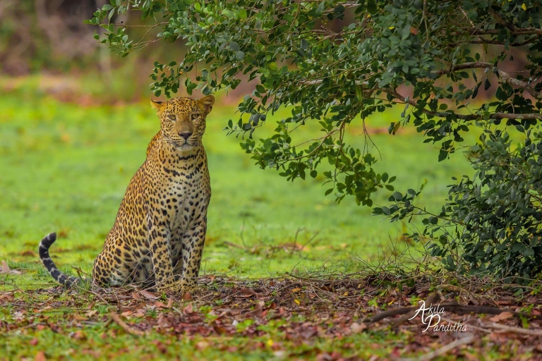 Z Negombo: Safari w Parku Narodowym Wilpattu