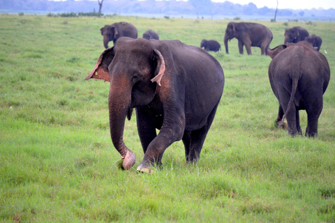 6-Day Sri Lanka Adventure Tour with 4 Star Hotels 4 Star & 3 Star Hotels