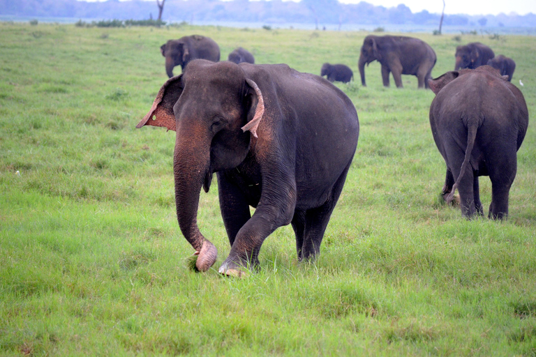 6-Day Sri Lanka Adventure Tour with 4 Star Hotels 4 Star & 3 Star Hotels