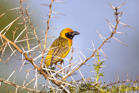 5 jours de safari ornithologique dans la savane