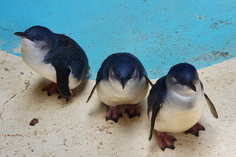 Adelaide: 2-Day Kangaroo Island Tour with Meals & Hotel