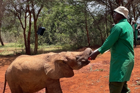 Z Nairobi: Półdniowa wycieczka Davida Sheldricka Elephant Trust