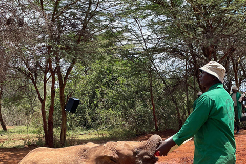 From Nairobi: David Sheldrick Elephant Trust Half Day Tour