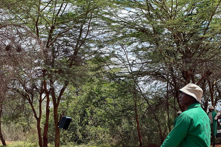 Au départ de Nairobi : Excursion d'une demi-journée au David Sheldrick Elephant Trust