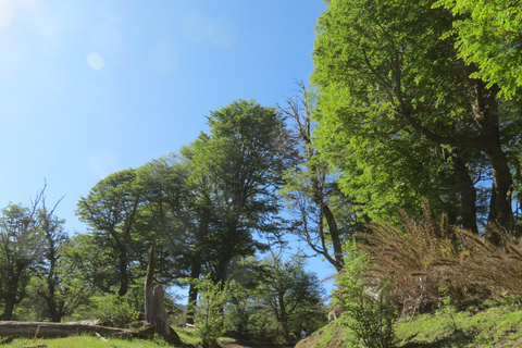 San Martín de los Andes: Half-Day Tour to the Mallin Grande