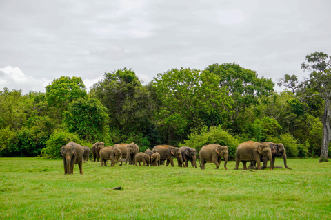 From Colombo: Sigiriya, Dambulla & Minneriya Safari Day Tour