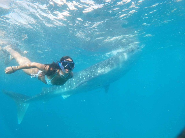 Visit Cebu Whaleshark Watching, Tumalog Falls & Sumilon Island in Cebu