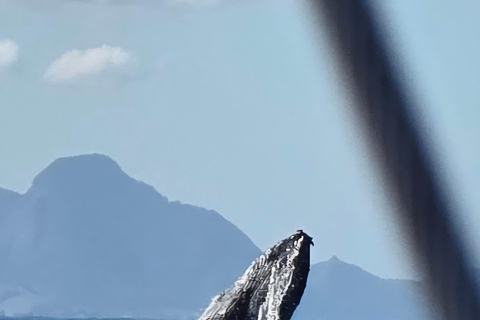 Exclusive Whale Watching Tour in Rio de Janeiro