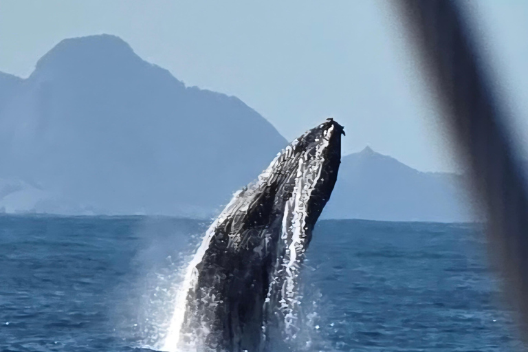 Exclusive Whale Watching Tour in Rio de Janeiro