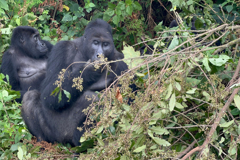 8-dagars vandringsresa med gorillor i Rwanda, Uganda och Kongo (DRC)