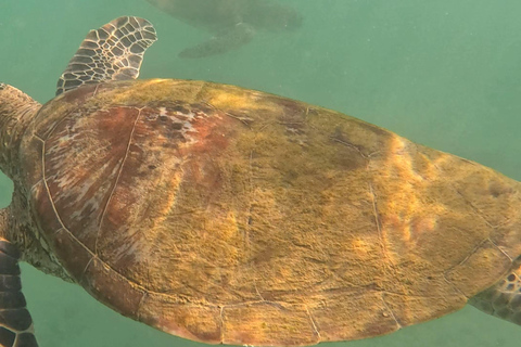 Mirissa, Sri Lanka: Guided Eco Turtle Snorkel & GoPro Videos
