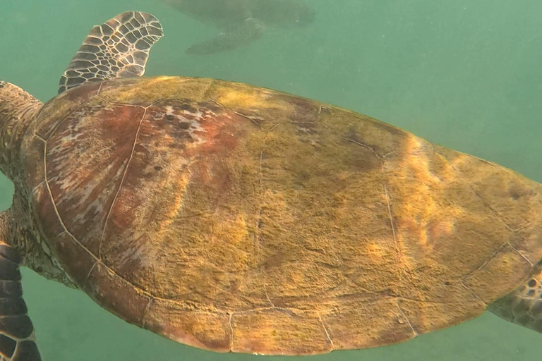 Mirissa, Sri Lanka: Guided Eco Turtle Snorkel & GoPro Videos