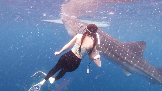 Visit Whaleshark Swimming & Sardine Run, Turtle Chasing Day Trip in Cebu
