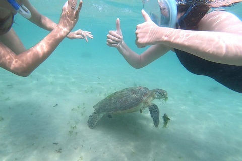 Fantastisk upplevelse: Snorkling med sköldpaddor i Mirissa