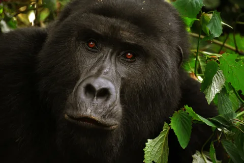 4 Day: Rwanda Gorilla Safari