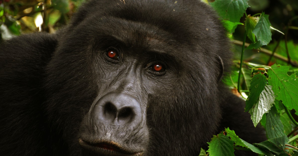 4 Dni: Safari Goryli w Rwandzie | GetYourGuide