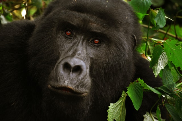 4 Day: Rwanda Gorilla Safari