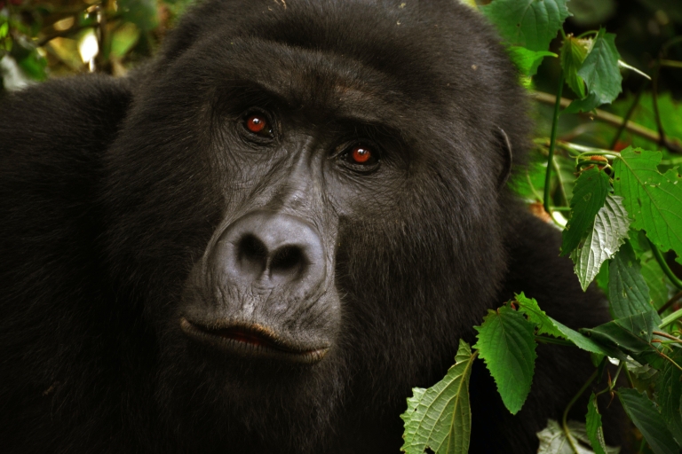 4 Tage Uganda Gorilla Trekking Safari im Bwindi Forest N.P