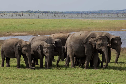 Sri Lanka: 2-dagars rundtur till Sigiriya, Dambulla och Kandy