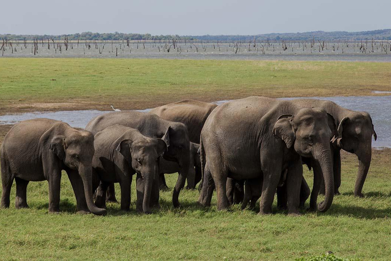 Sri Lanka : 2-Day Tour to Sigiriya, Dambulla, and Kandy