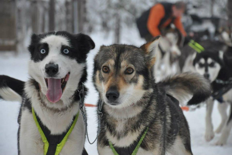 Combo Tour\Husky and Reindeer Sledding Ride in Levi